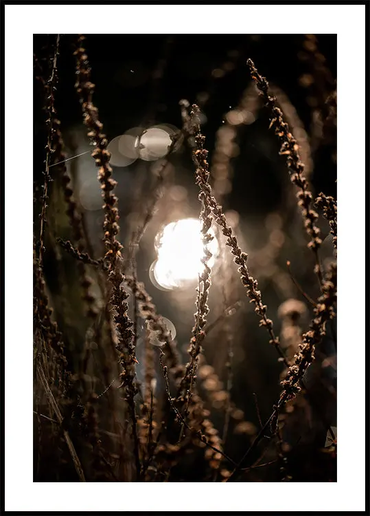 Autumn Lights 2