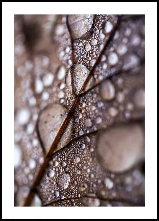 Autumn Rain