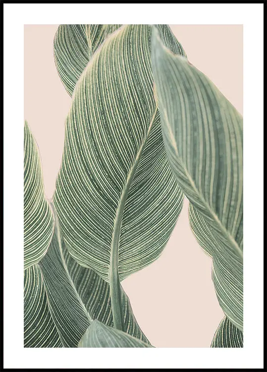 Calla Leaf