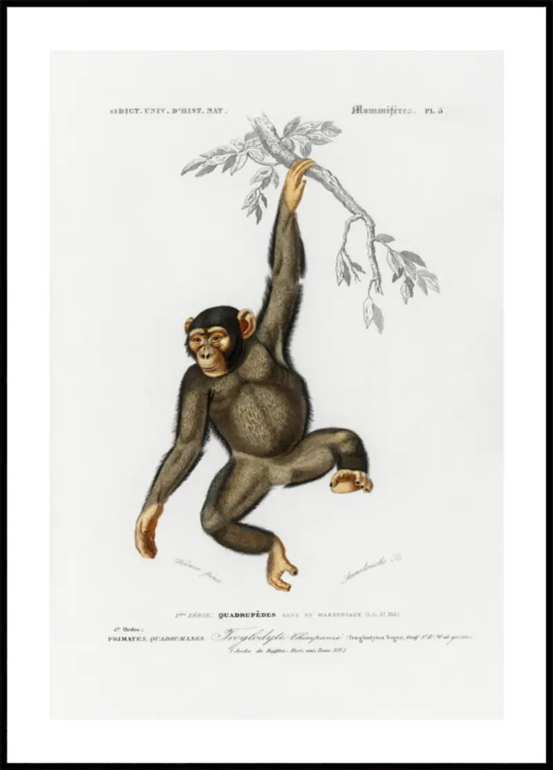 Chimpangze