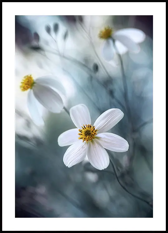 Cosmos