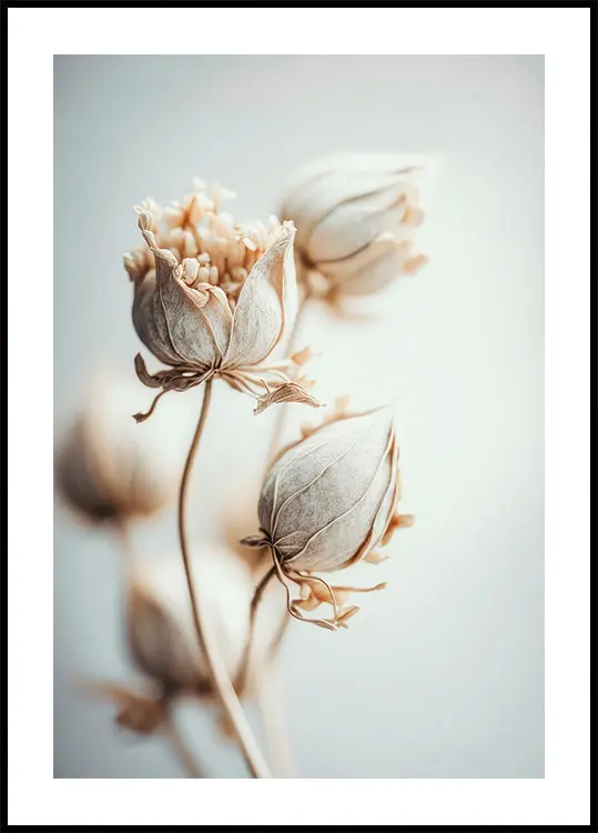Delicate Blossoms Plakat