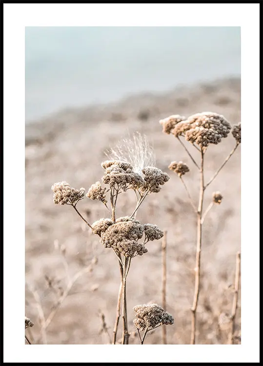 Dried Flowers Plakat