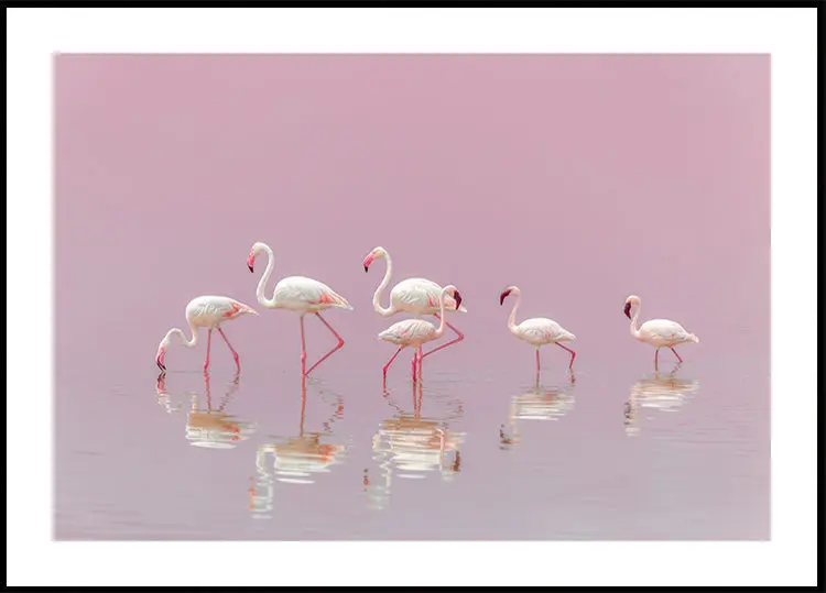 Flamingos Poster