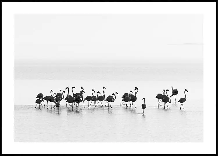 Flamingos