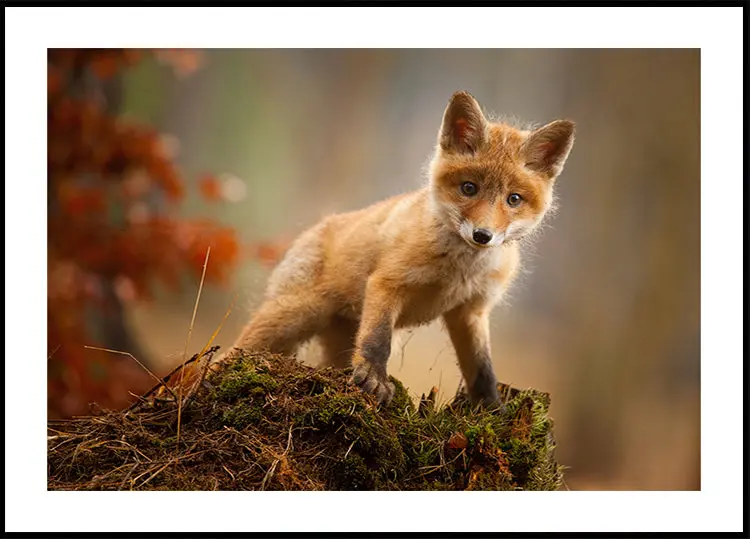 Fox Poster