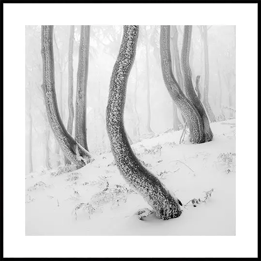 Frozen Forest Plakater