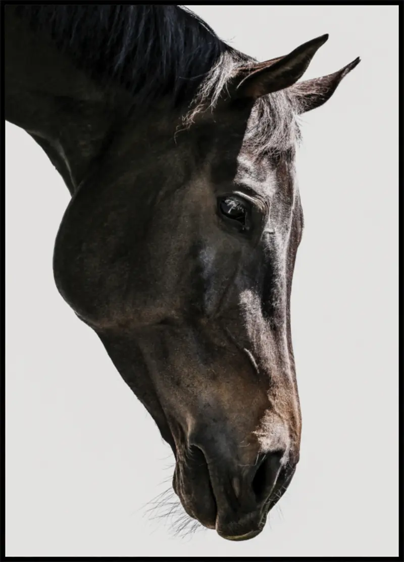 Gentle Equine Gaze