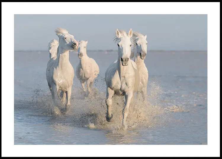 horses Plakat