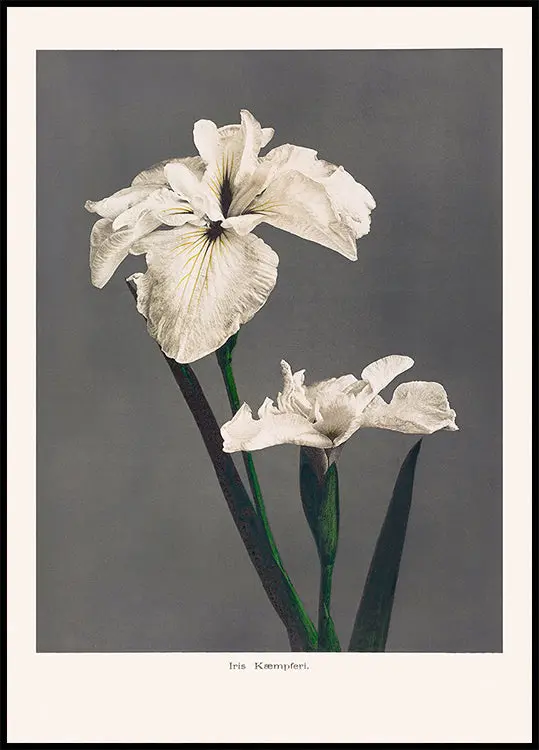 Iris Kæmpferi