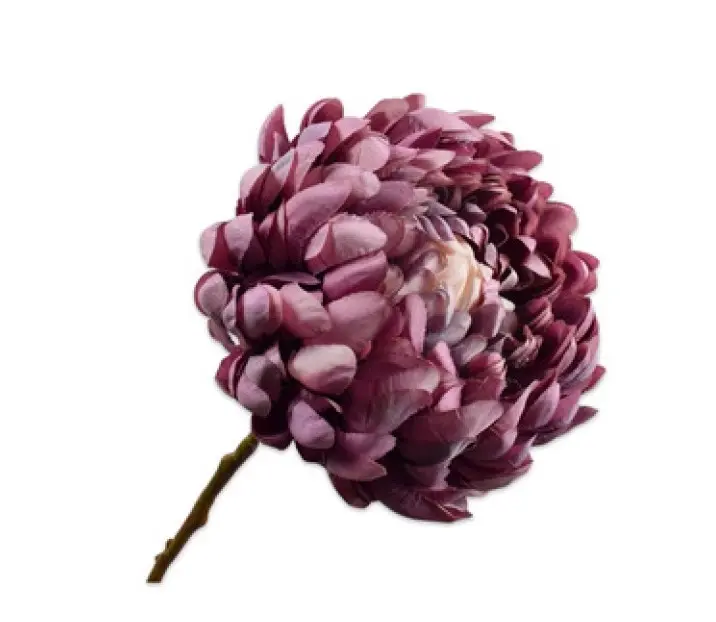 Krysantemum