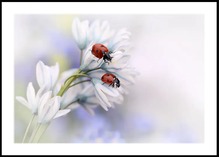Ladybirds
