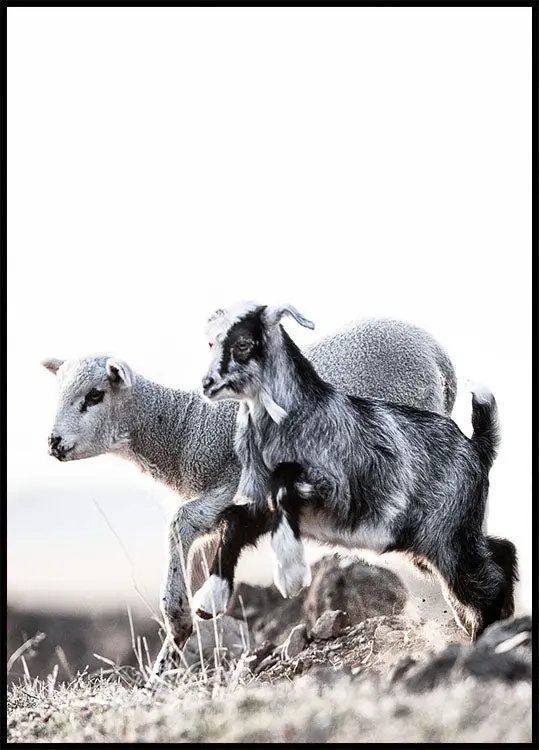 Lamb Plakat