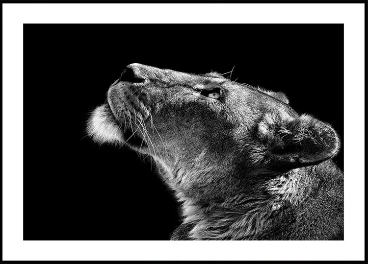 Looking Up Plakat