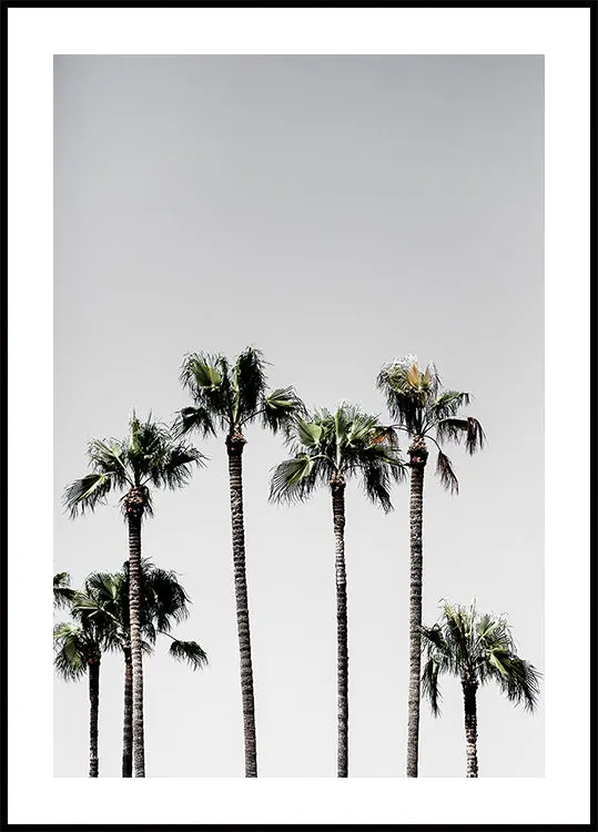 Palm Trees 5 Plakat
