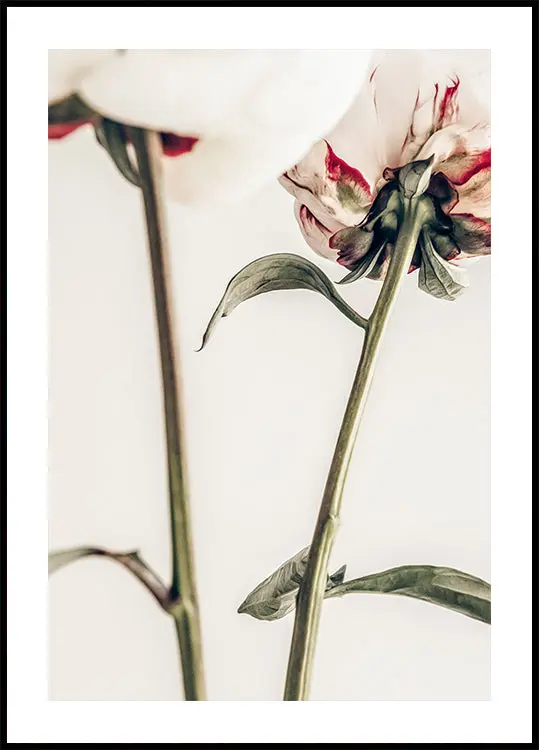Peony 01