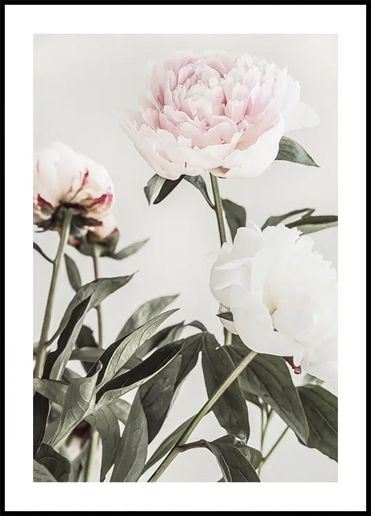 Peony 04