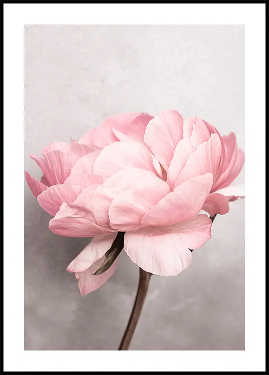 Peony