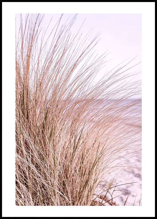 Pink Beach Grass Plakat