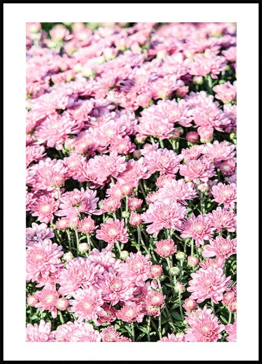 Pink Mums Plakat