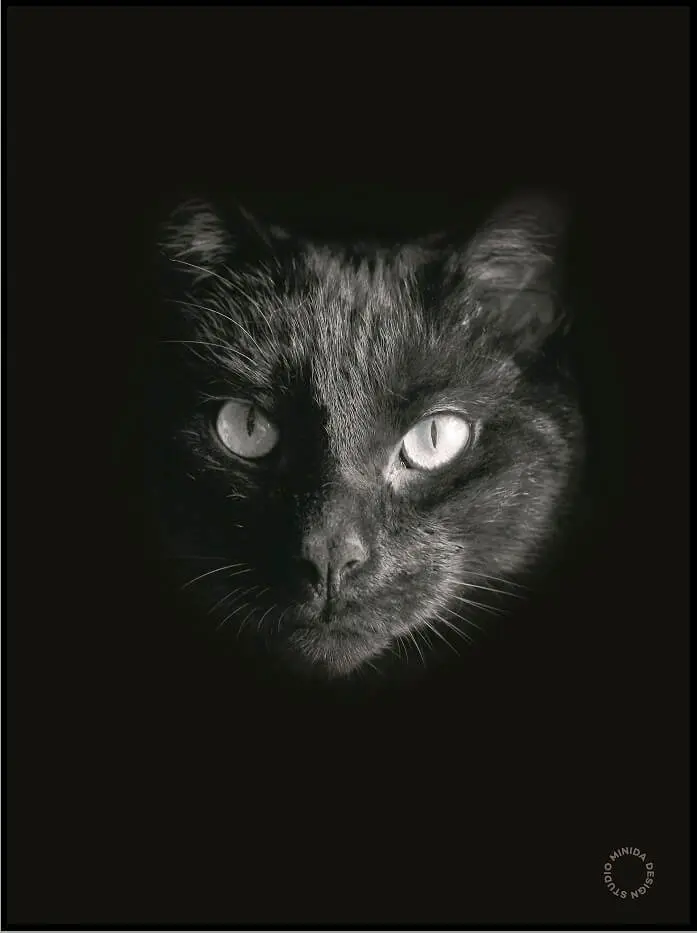 Plakat - Black Cat - Minida