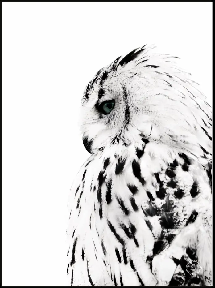 Plakat - The Owl - Minida