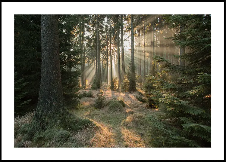 Rays