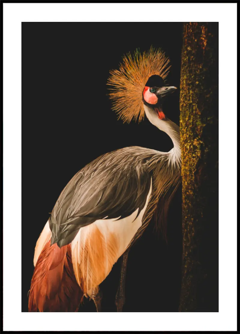 Regal Crowned Crane
