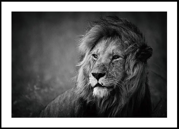 Regal Plakat