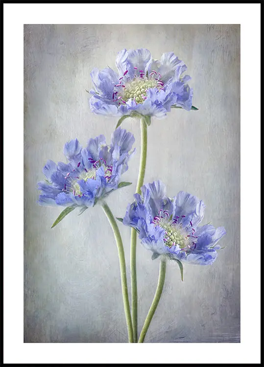 Scabiosa Plakat
