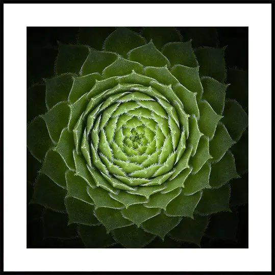Succulent Plakat