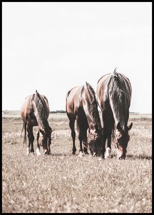 Three Brown Horses Plakat