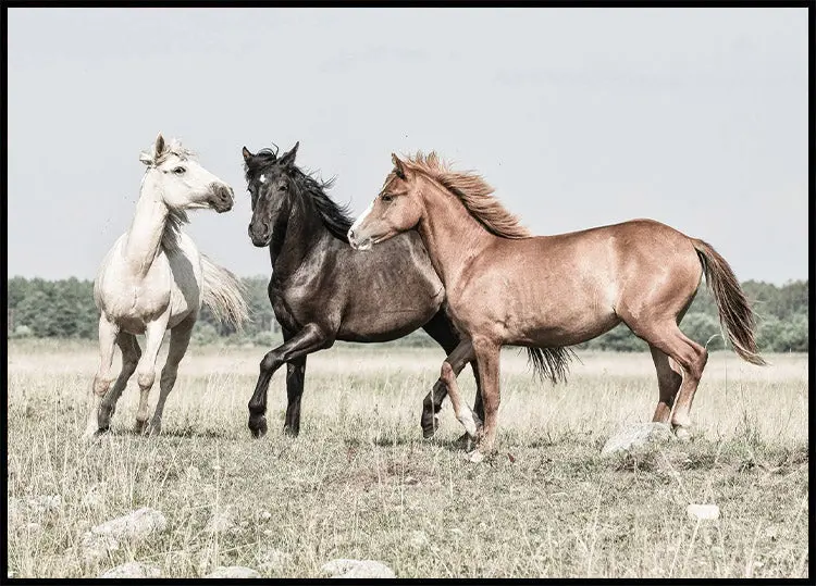 Three Horses Plakat