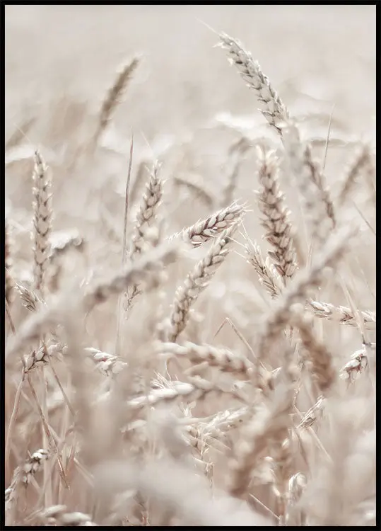 Wheat Accumulation Plakat
