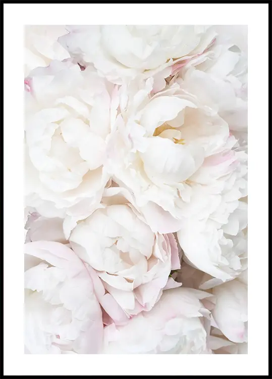 White Peonies Plakat