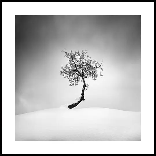 Winter Tree Plakat